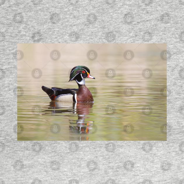 Silky Waters - Wood Duck by Jim Cumming